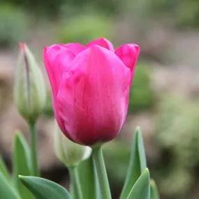 Sweet Rosy Tulip (Tulipa Sweet Rosy) Img 1